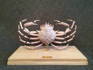 Araignée de mer