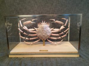 Araignée de mer