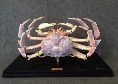 Crabe Royal - King crab du Kamtchatka